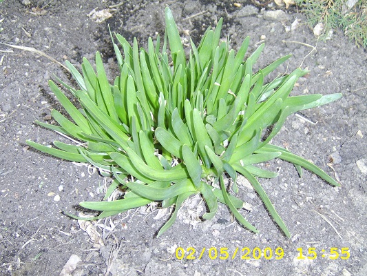 Первый слайд