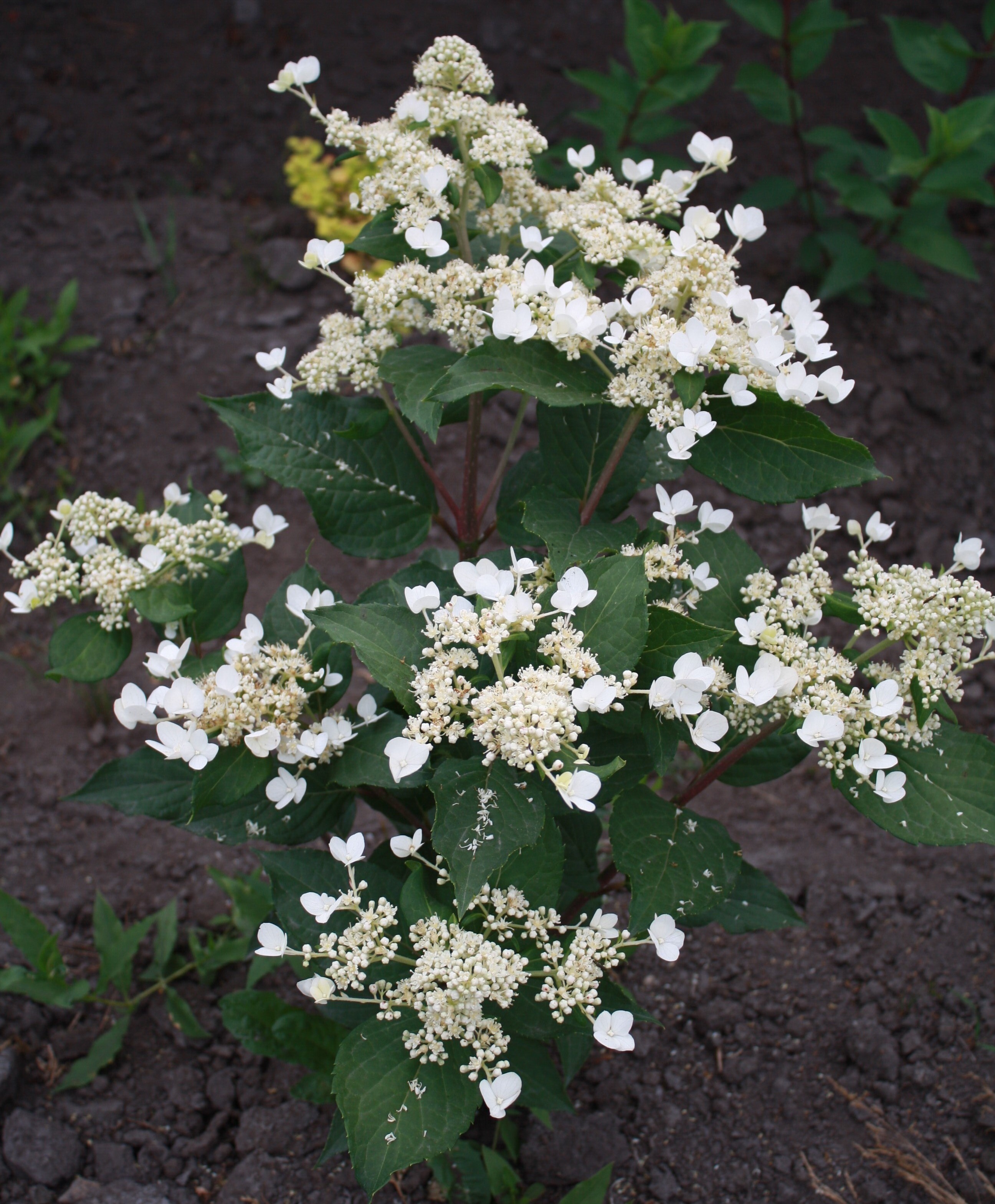 Первый слайд