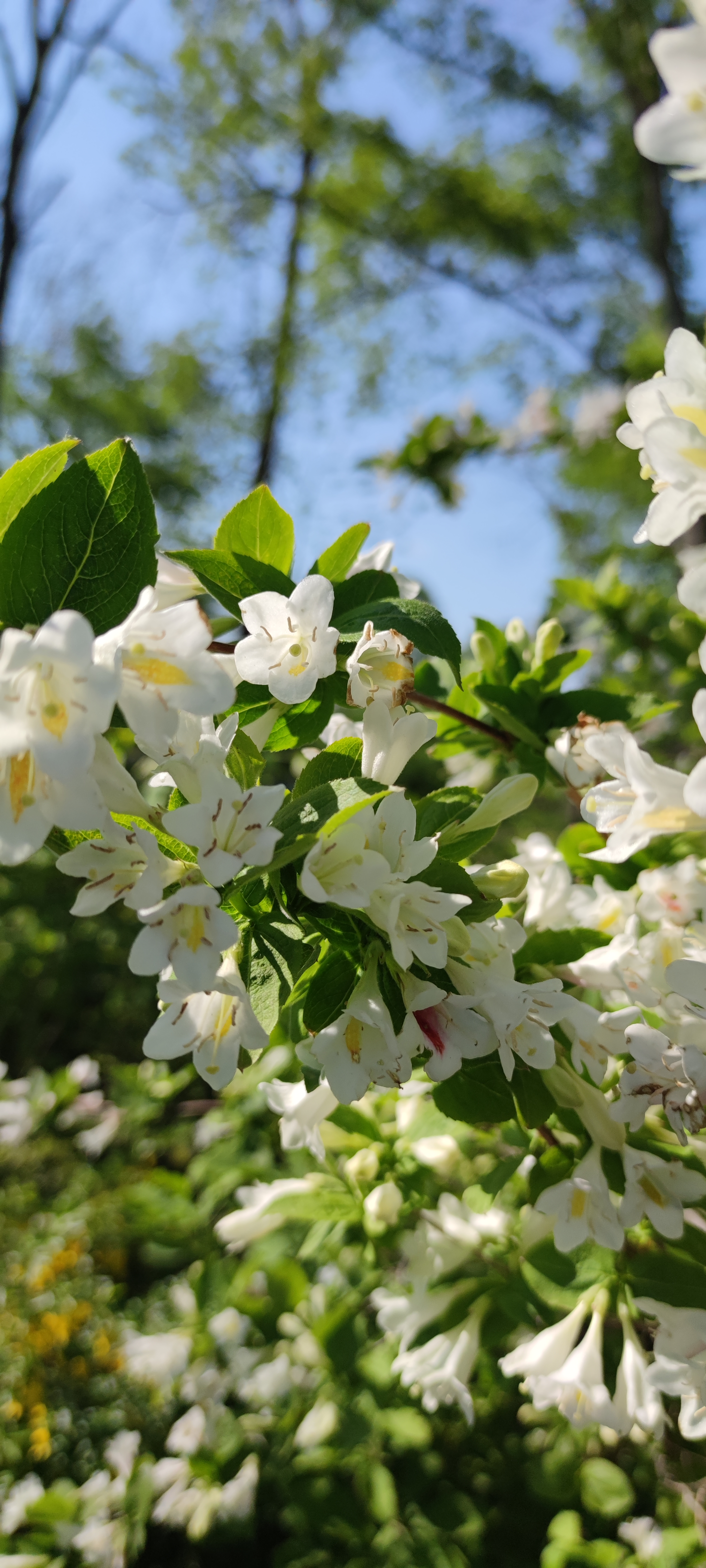 Первый слайд