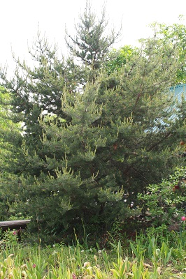 Первый слайд