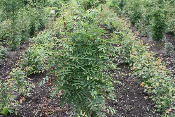 Первый слайд