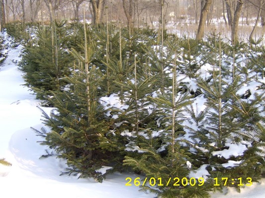 Первый слайд