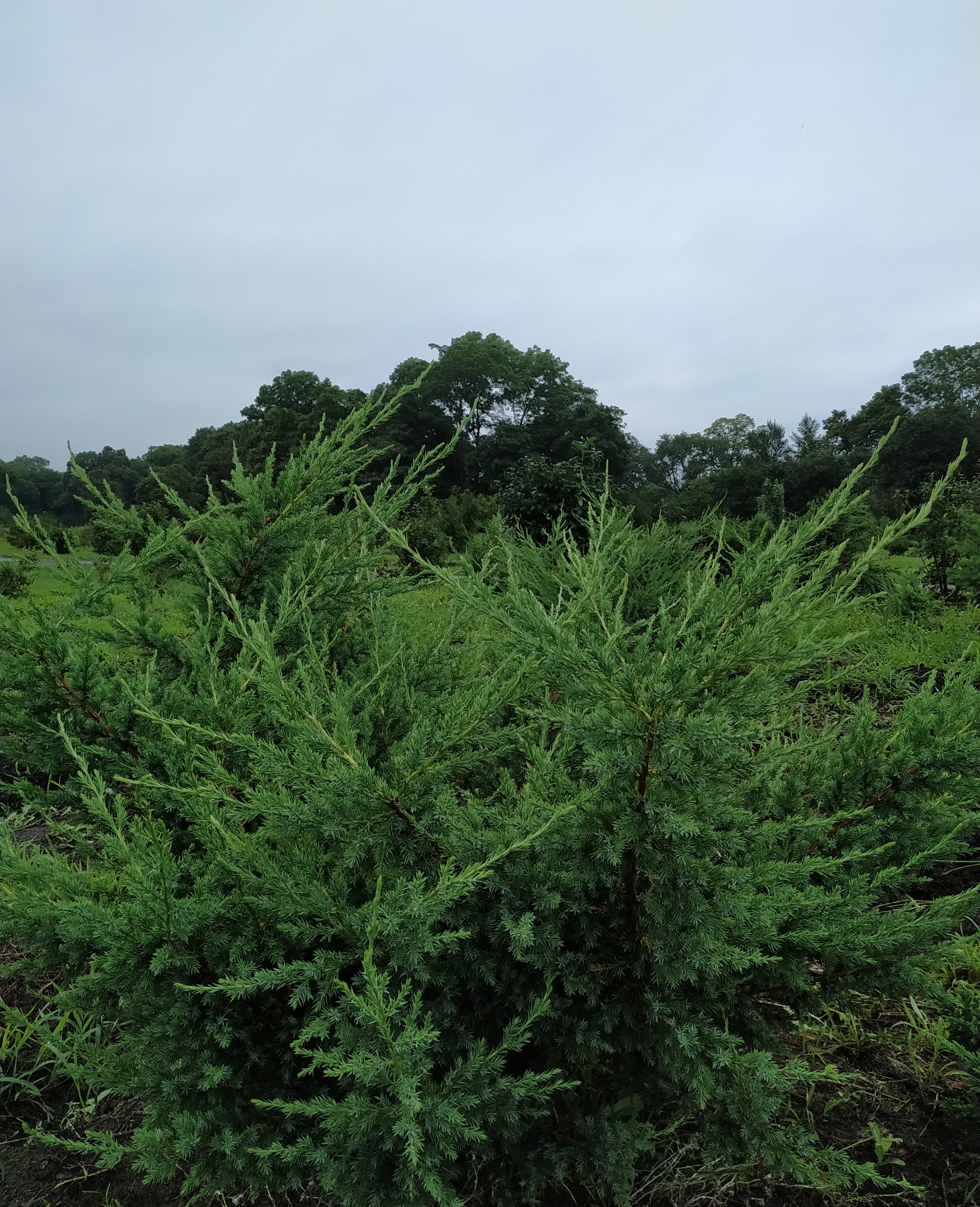 Первый слайд