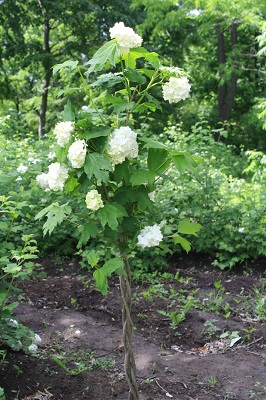 Первый слайд