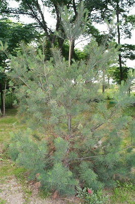 Первый слайд