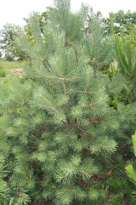 Первый слайд