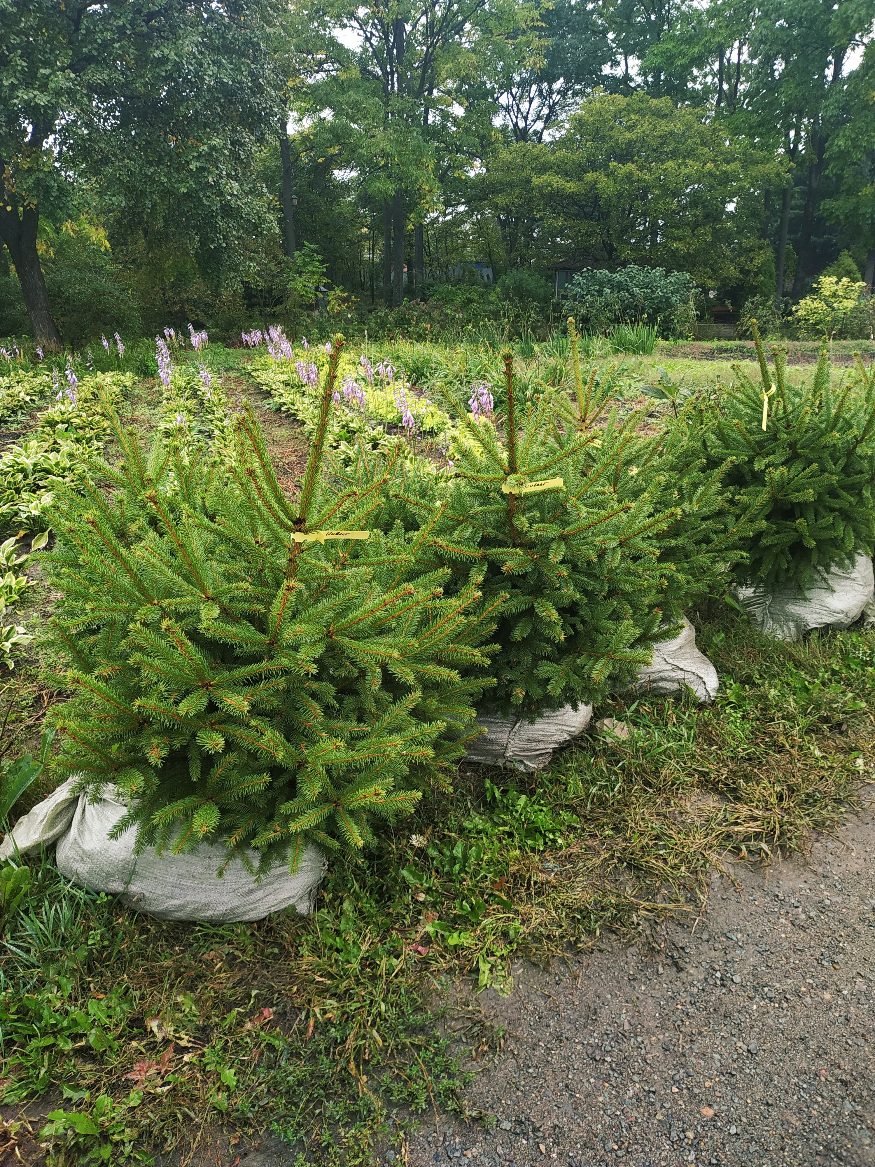 Первый слайд