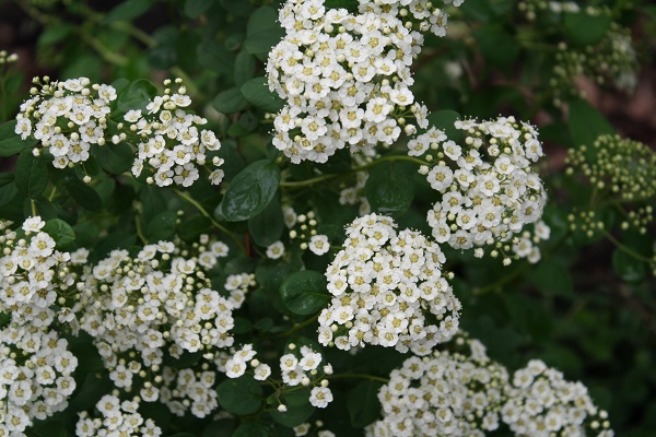 Первый слайд