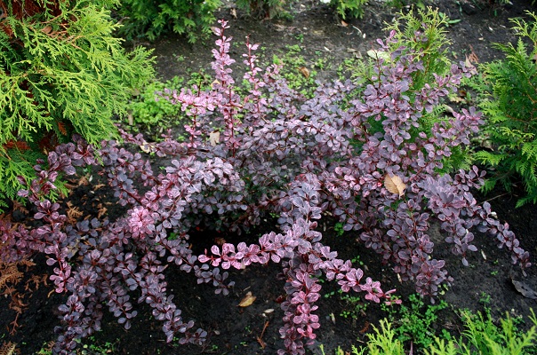 Первый слайд