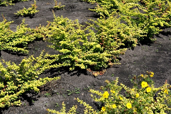 Первый слайд