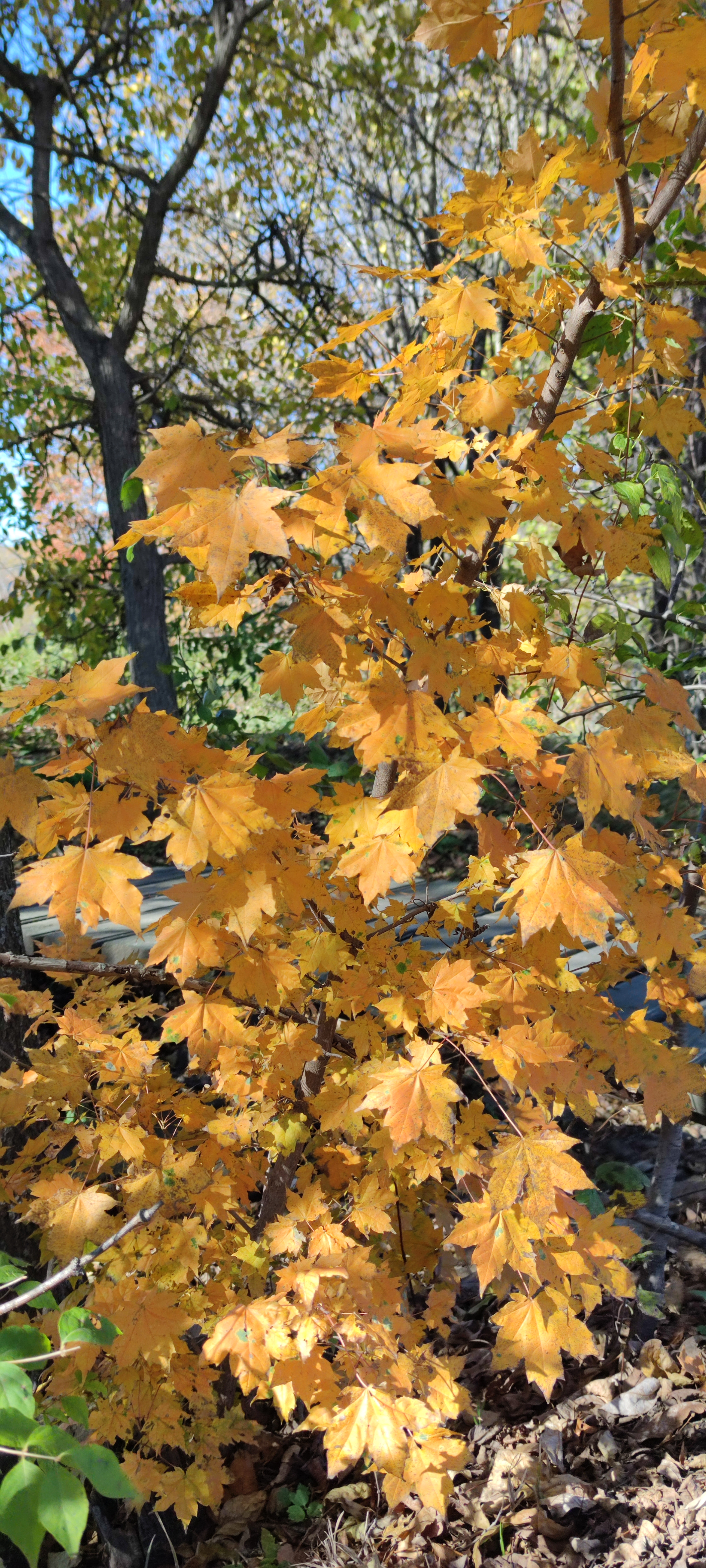 Первый слайд