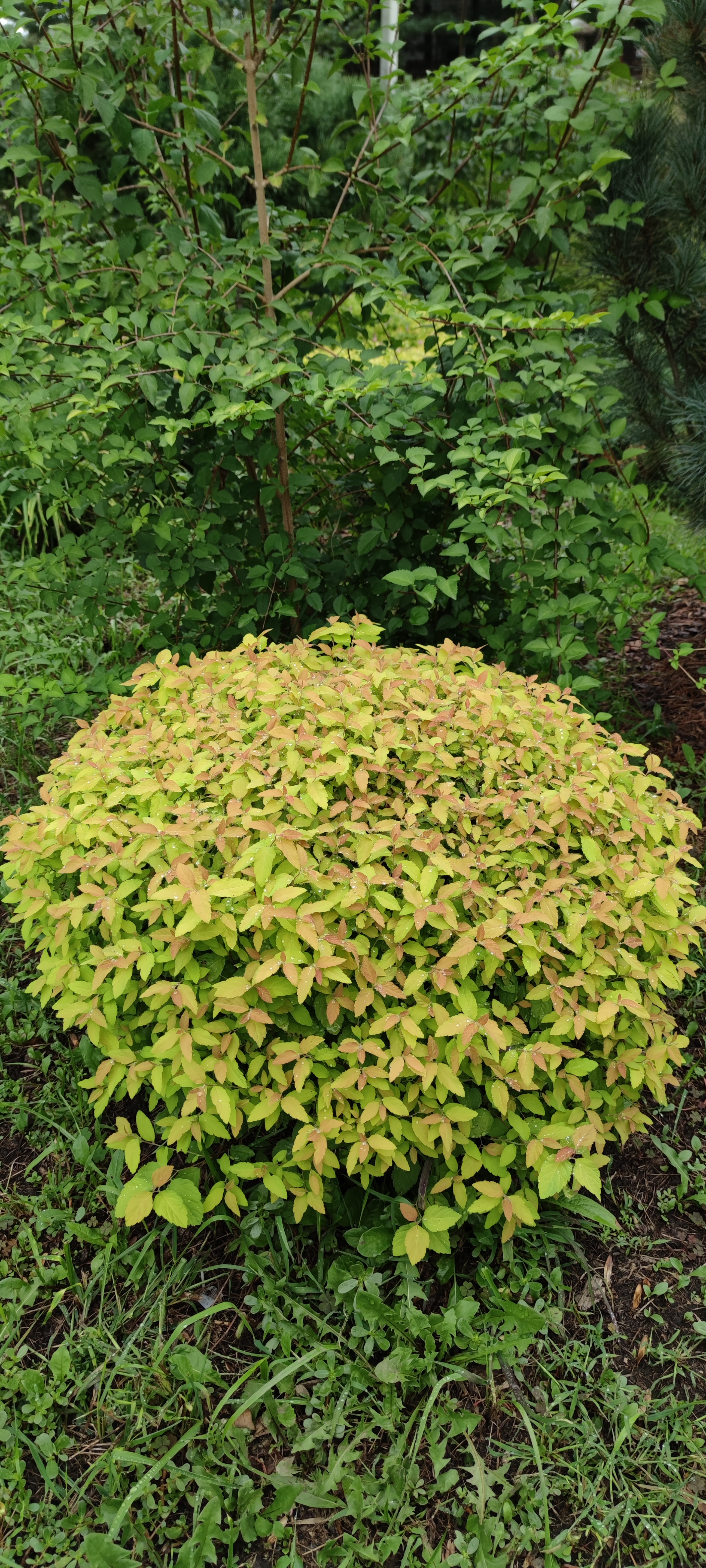 Первый слайд