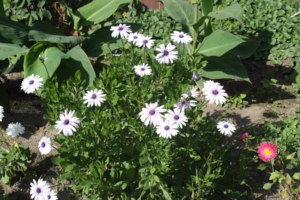 Первый слайд