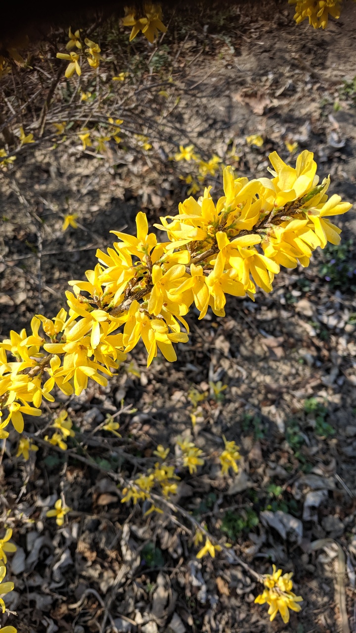Первый слайд