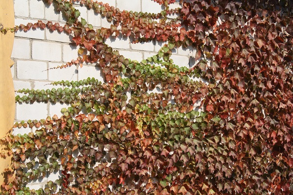 Первый слайд