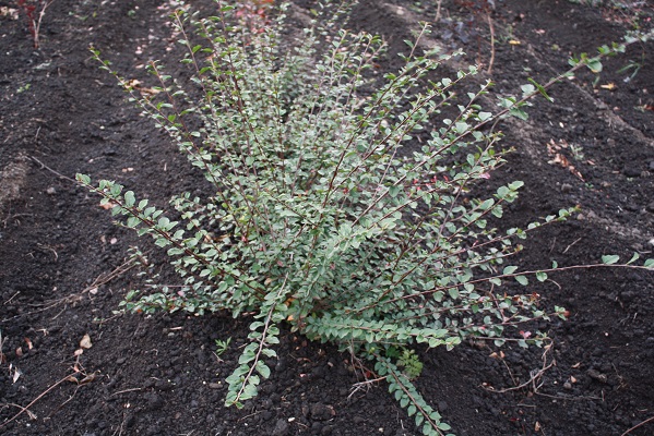 Первый слайд