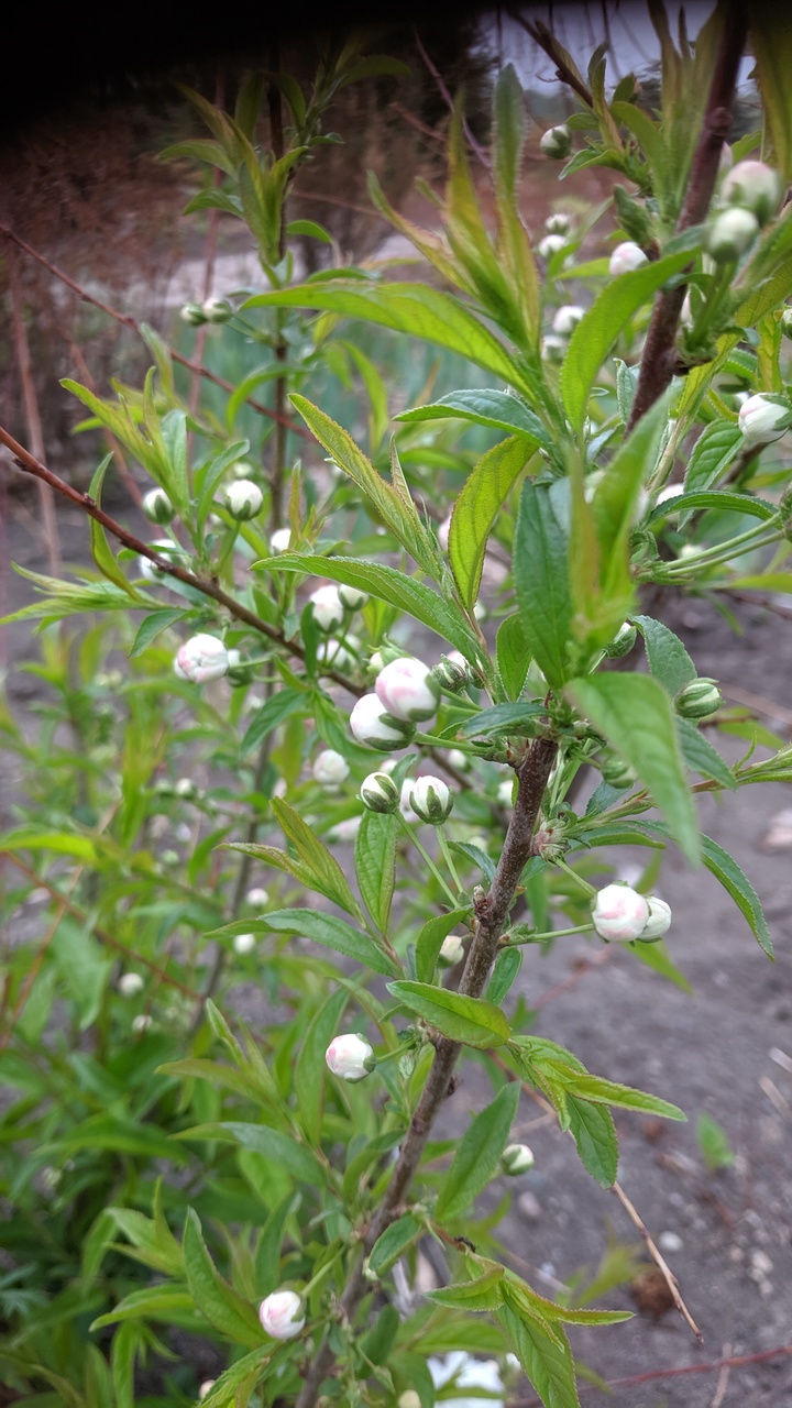 Первый слайд
