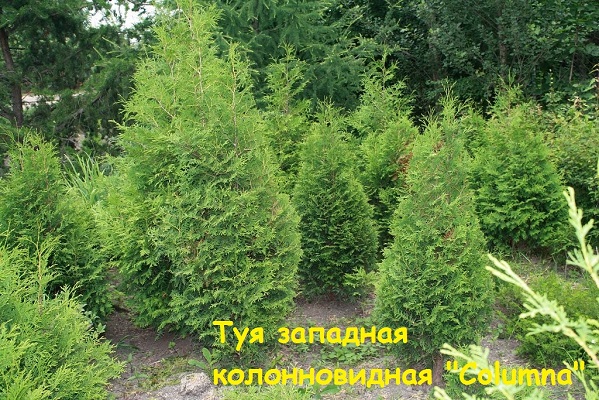 Первый слайд