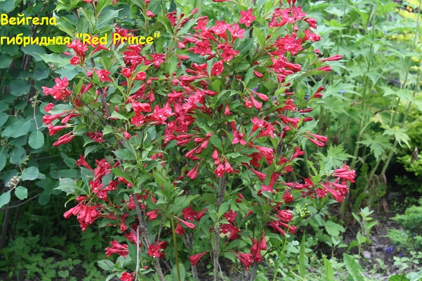 Первый слайд