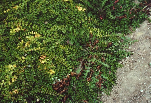 Первый слайд