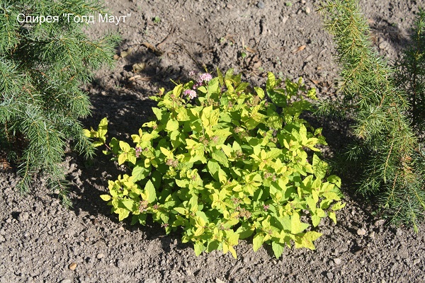 Первый слайд