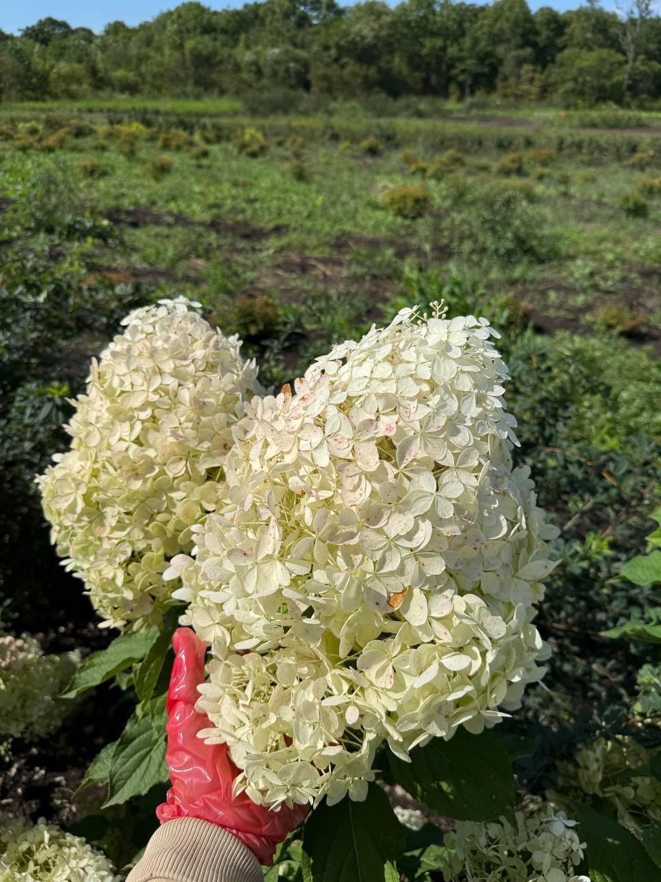 Первый слайд