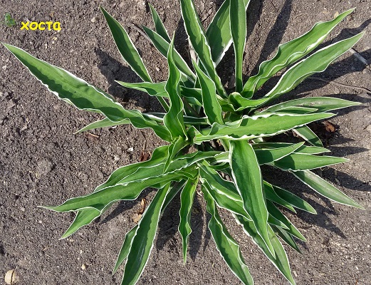 Первый слайд