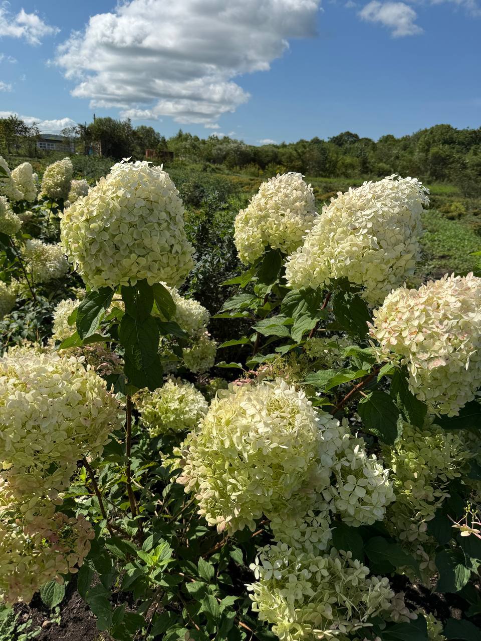 Первый слайд