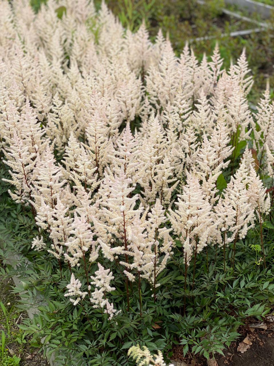 Первый слайд