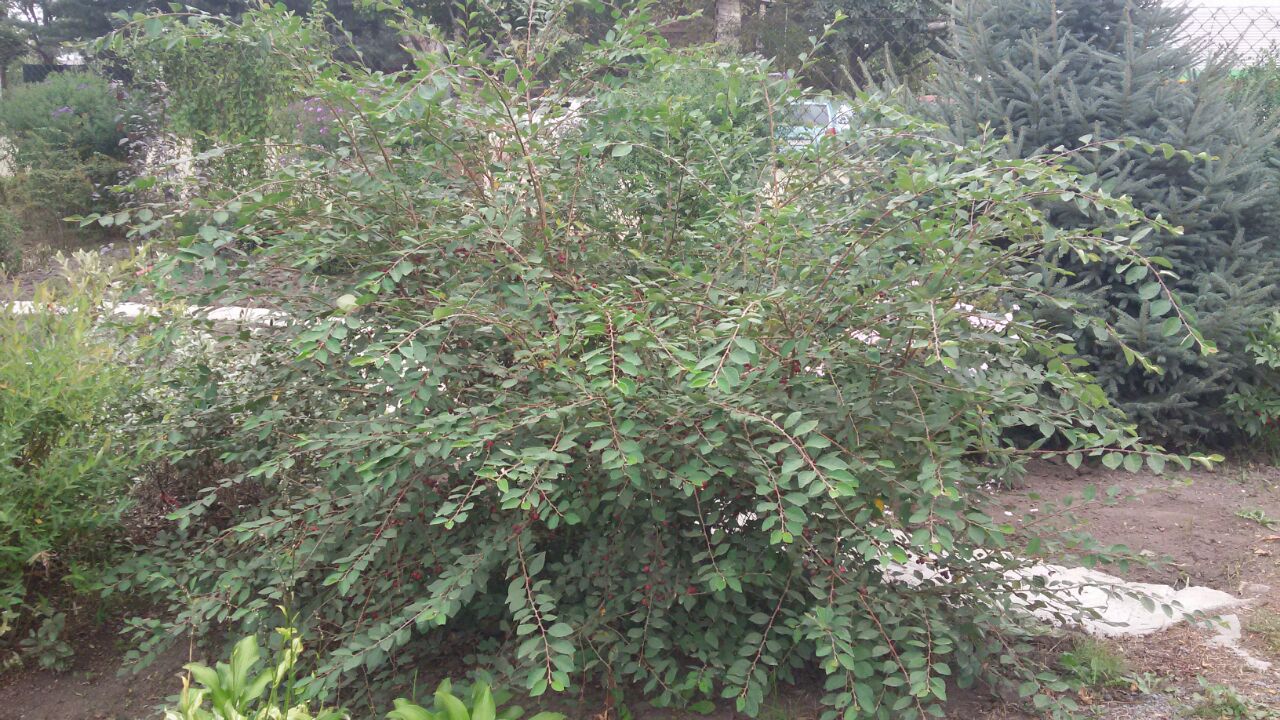 Первый слайд