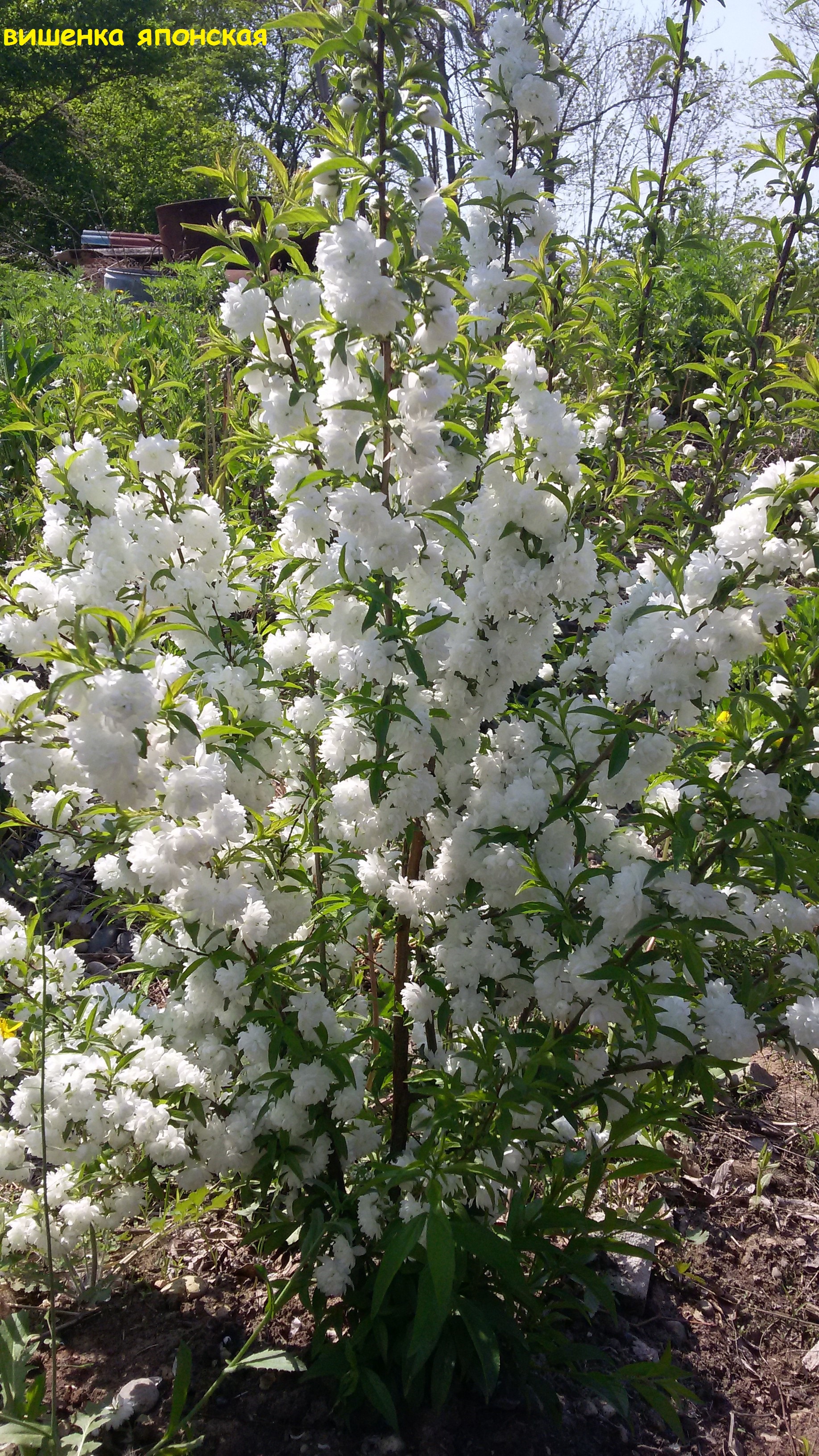 Первый слайд