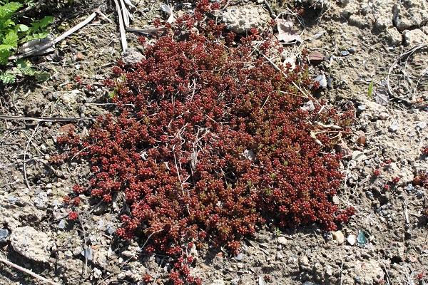 Первый слайд