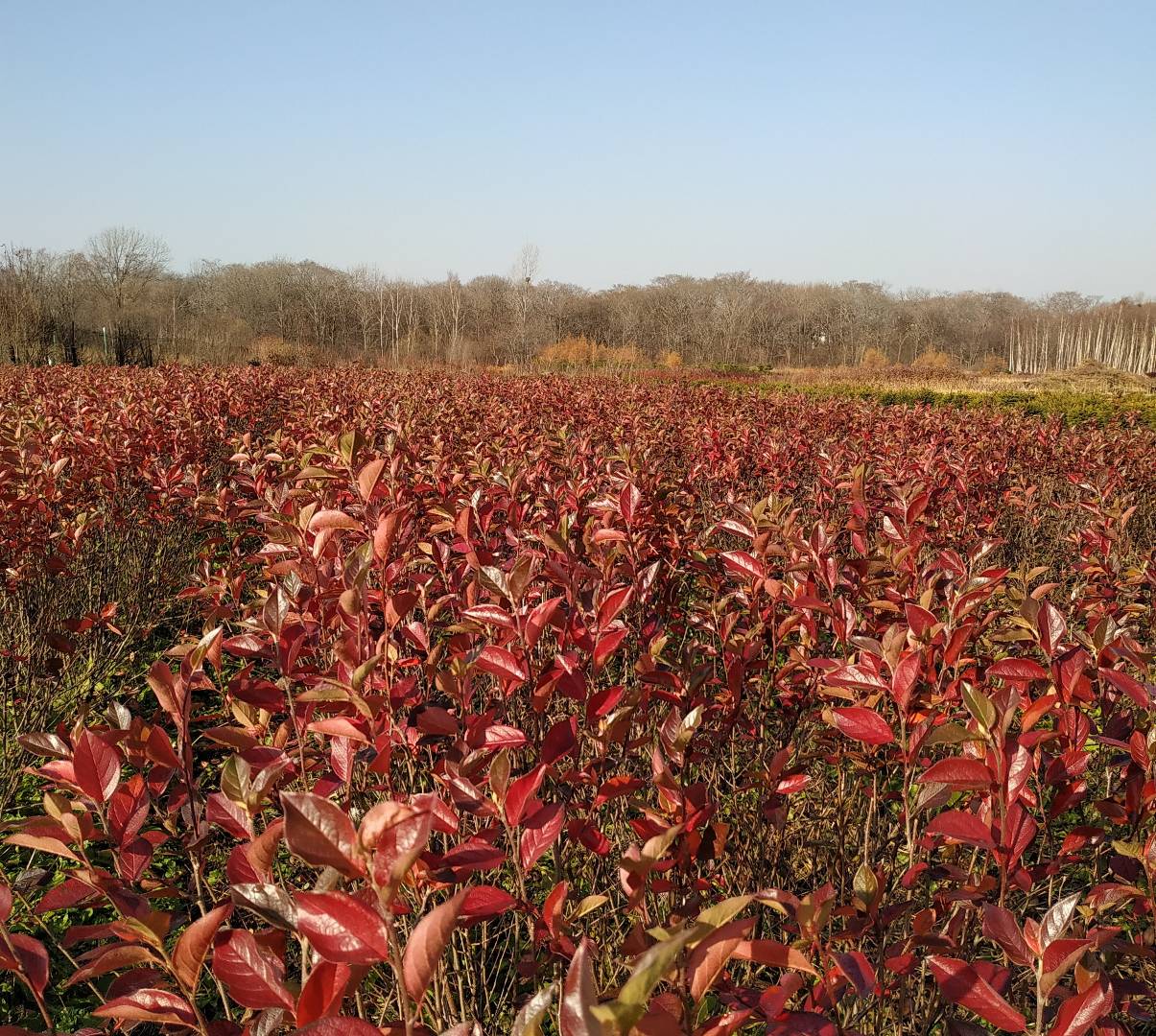 Первый слайд