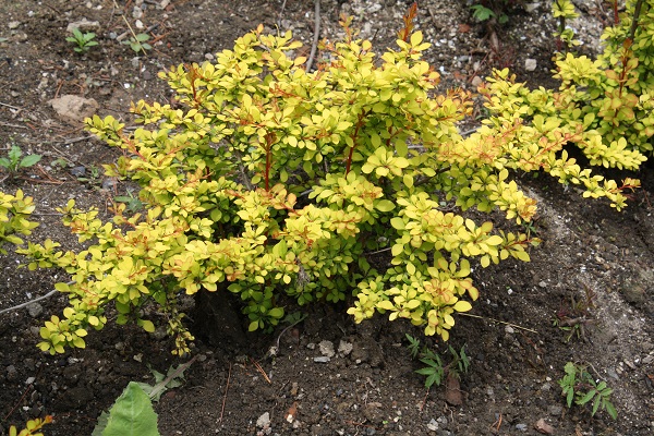 Первый слайд