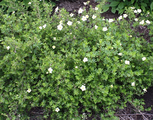 Первый слайд