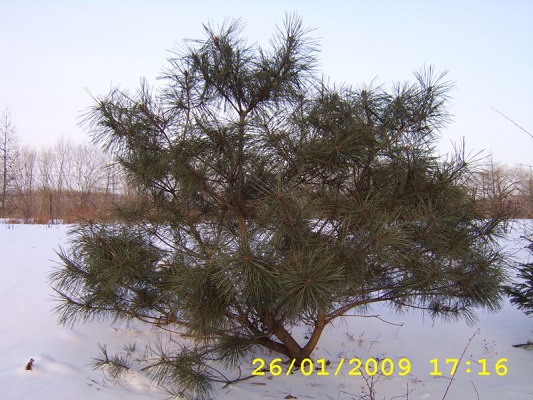 Первый слайд