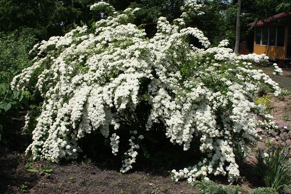 Первый слайд