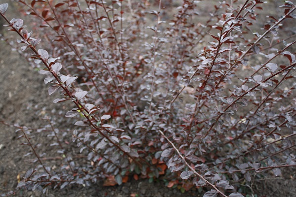 Первый слайд