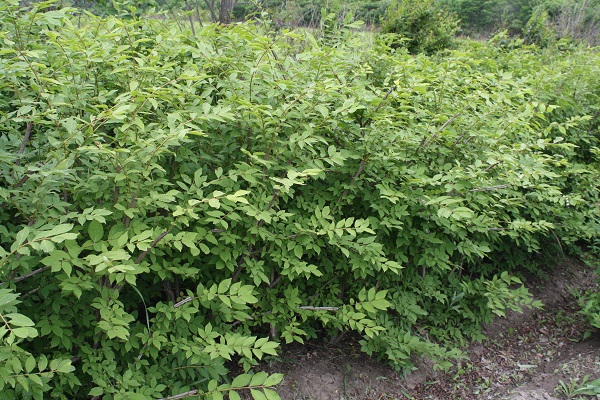 Первый слайд