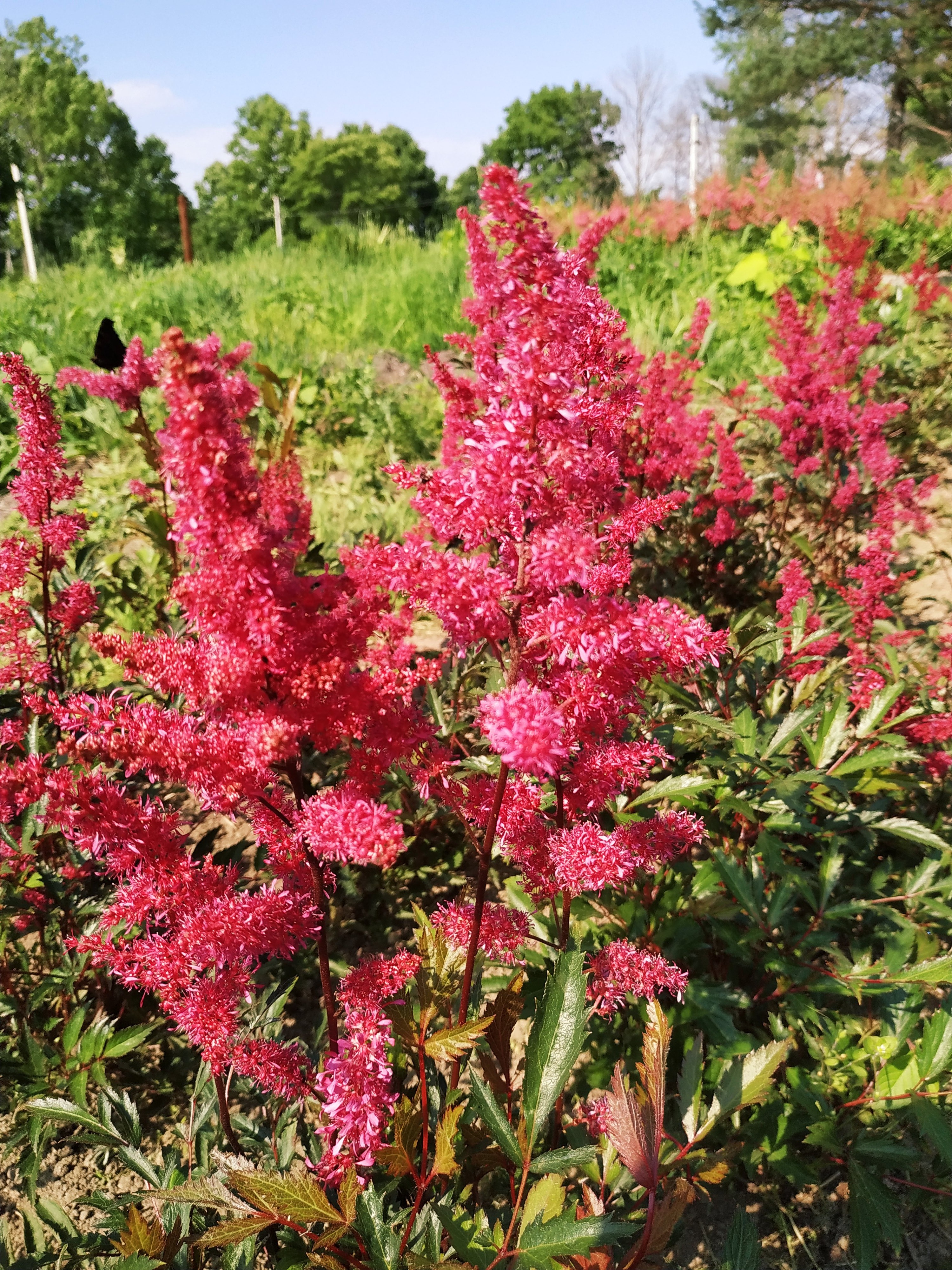 Первый слайд