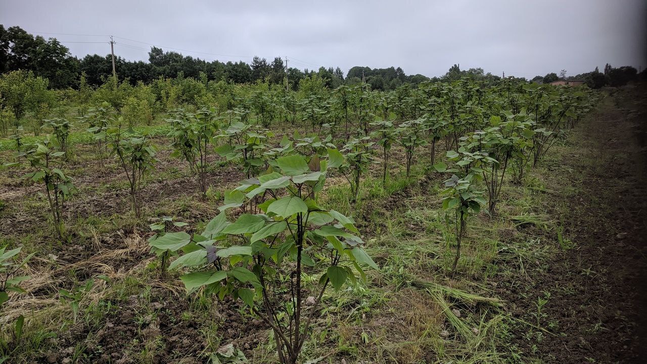 Первый слайд