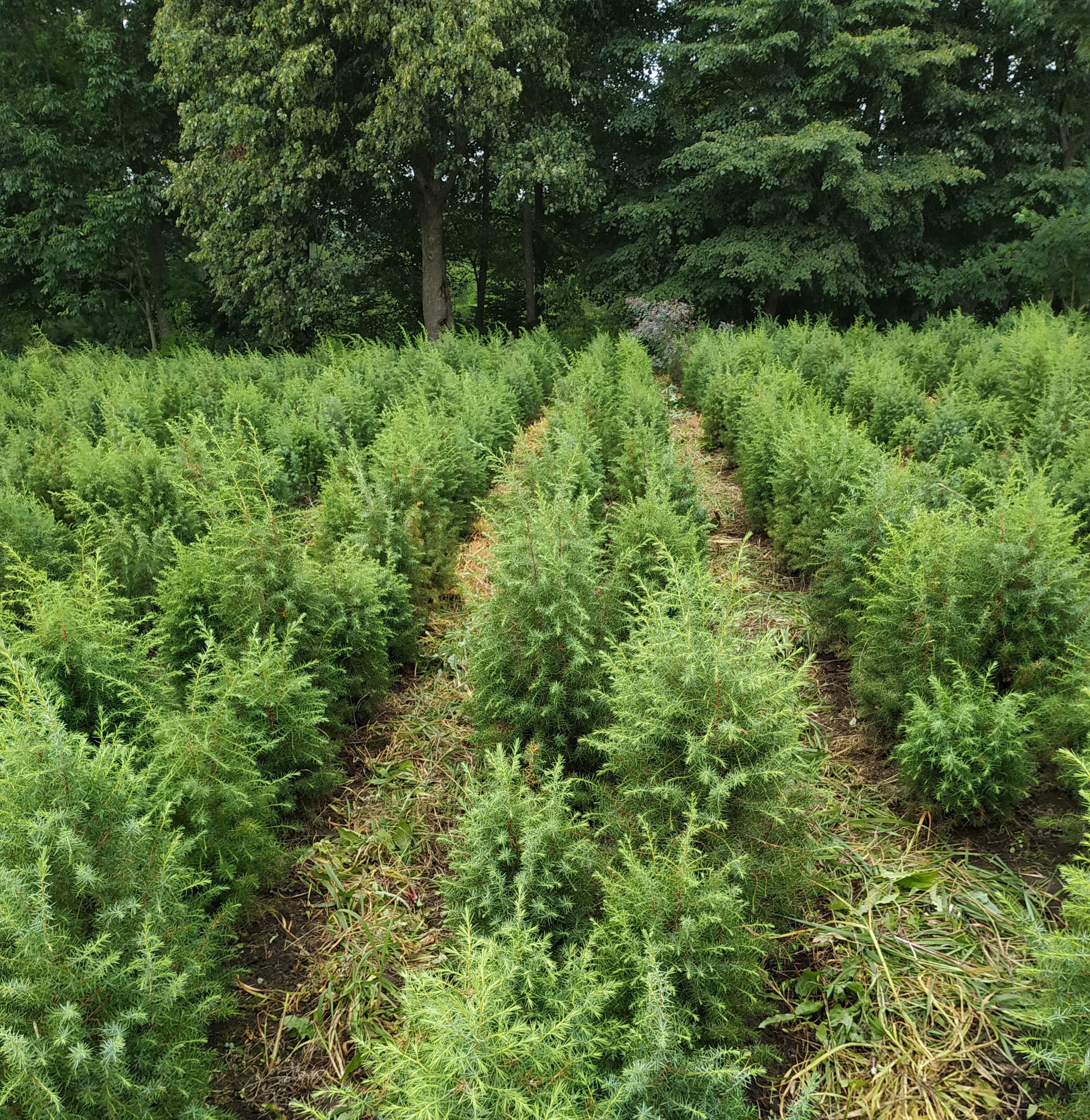 Первый слайд