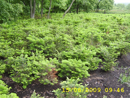 Первый слайд