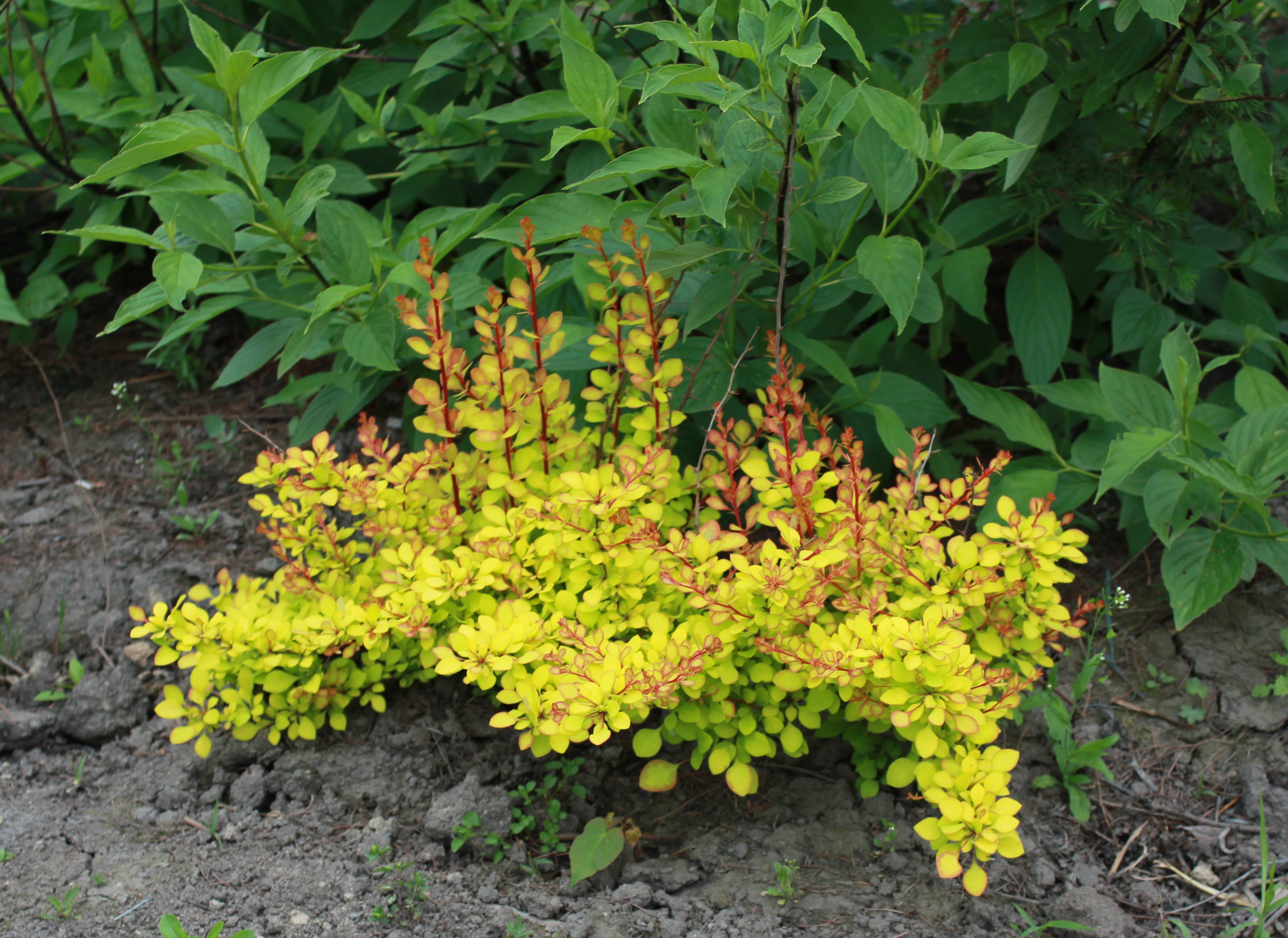 Первый слайд