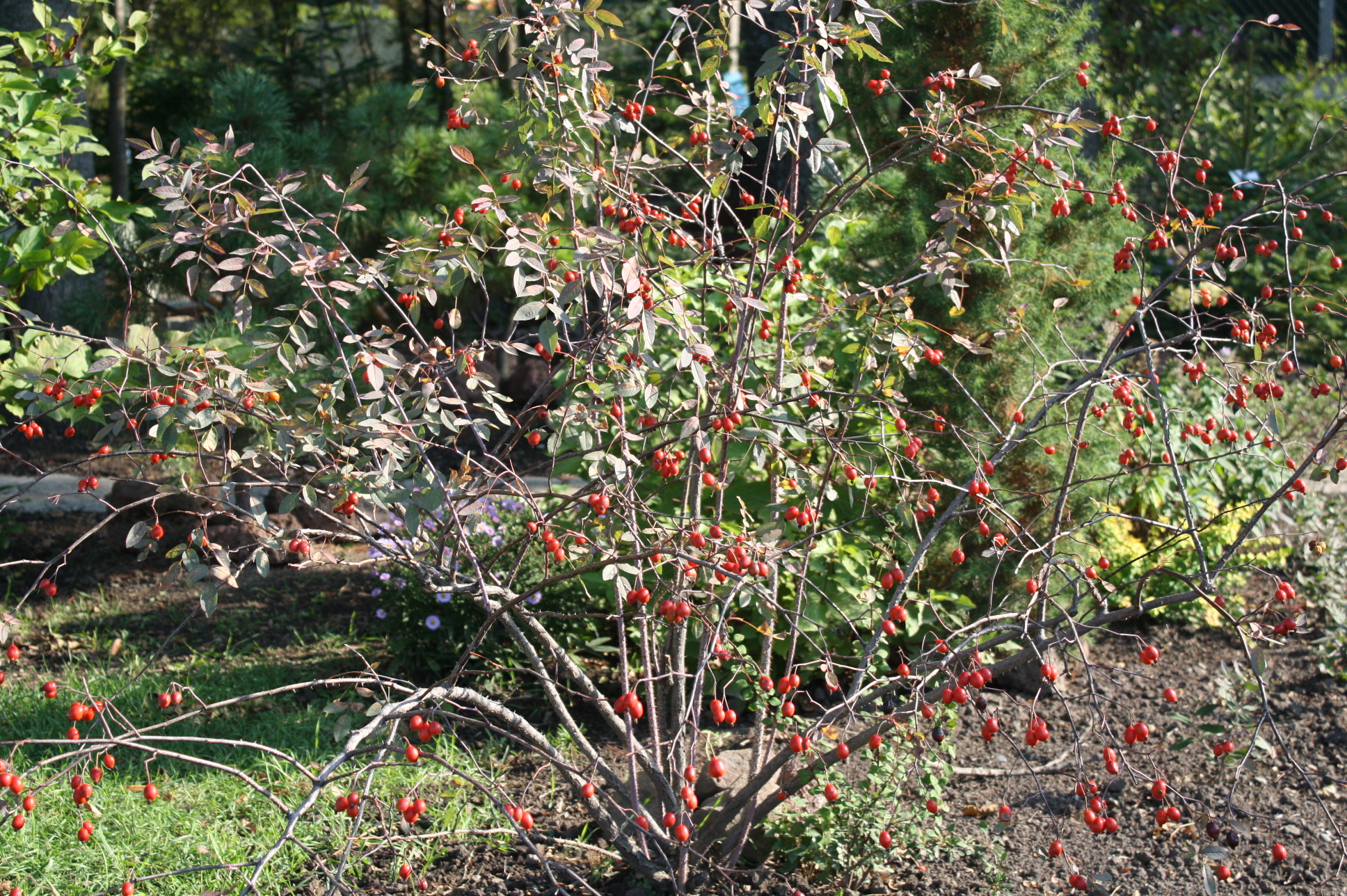 Первый слайд
