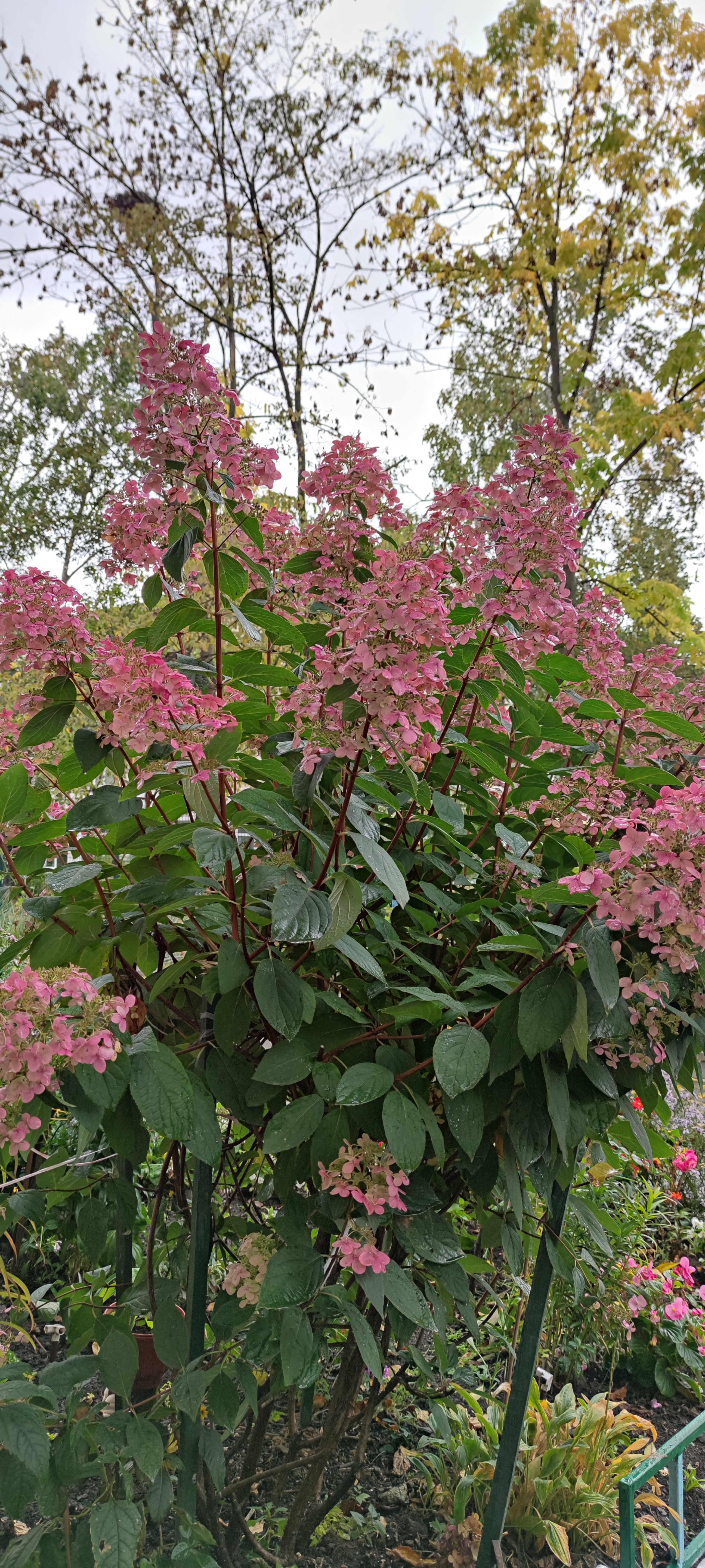 Первый слайд