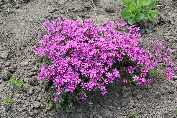 Первый слайд