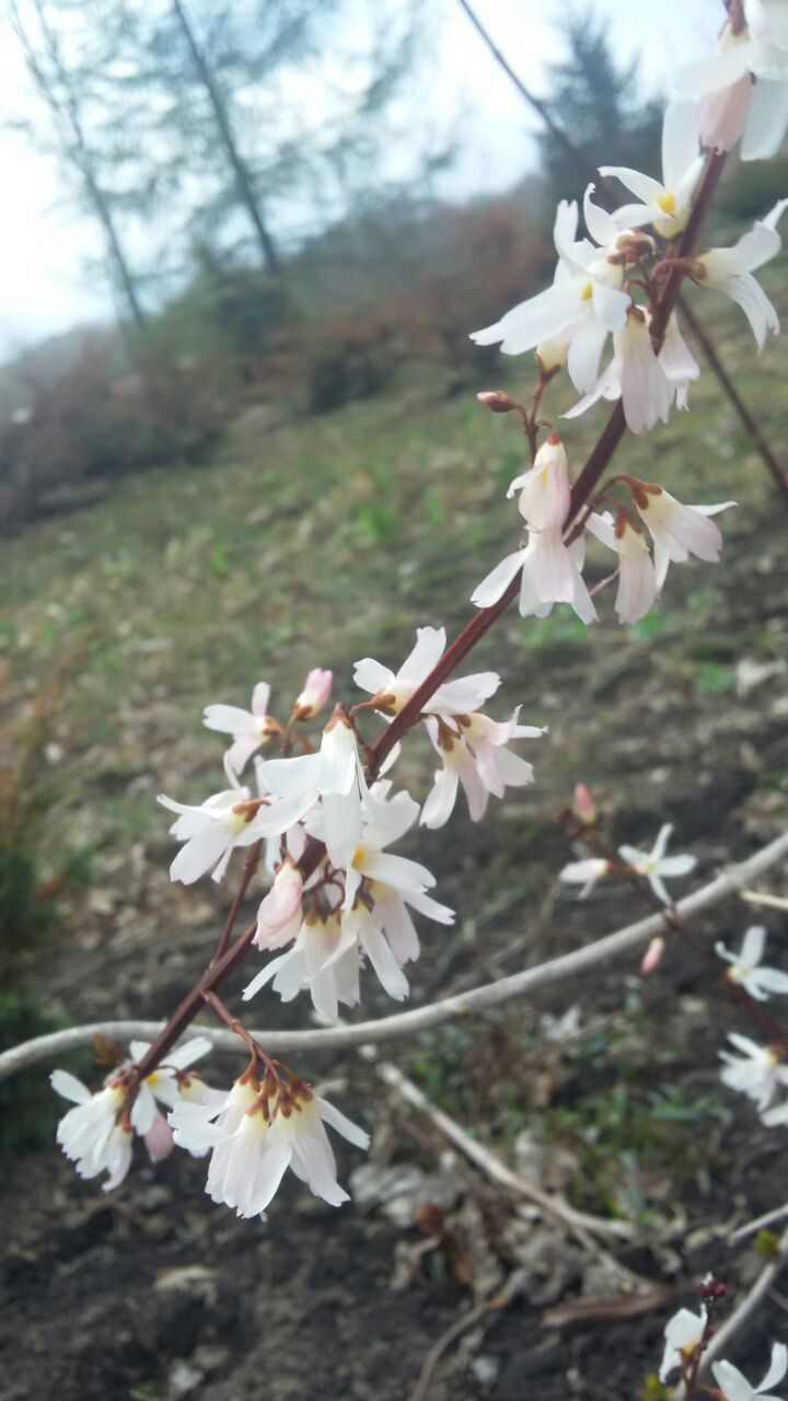 Первый слайд