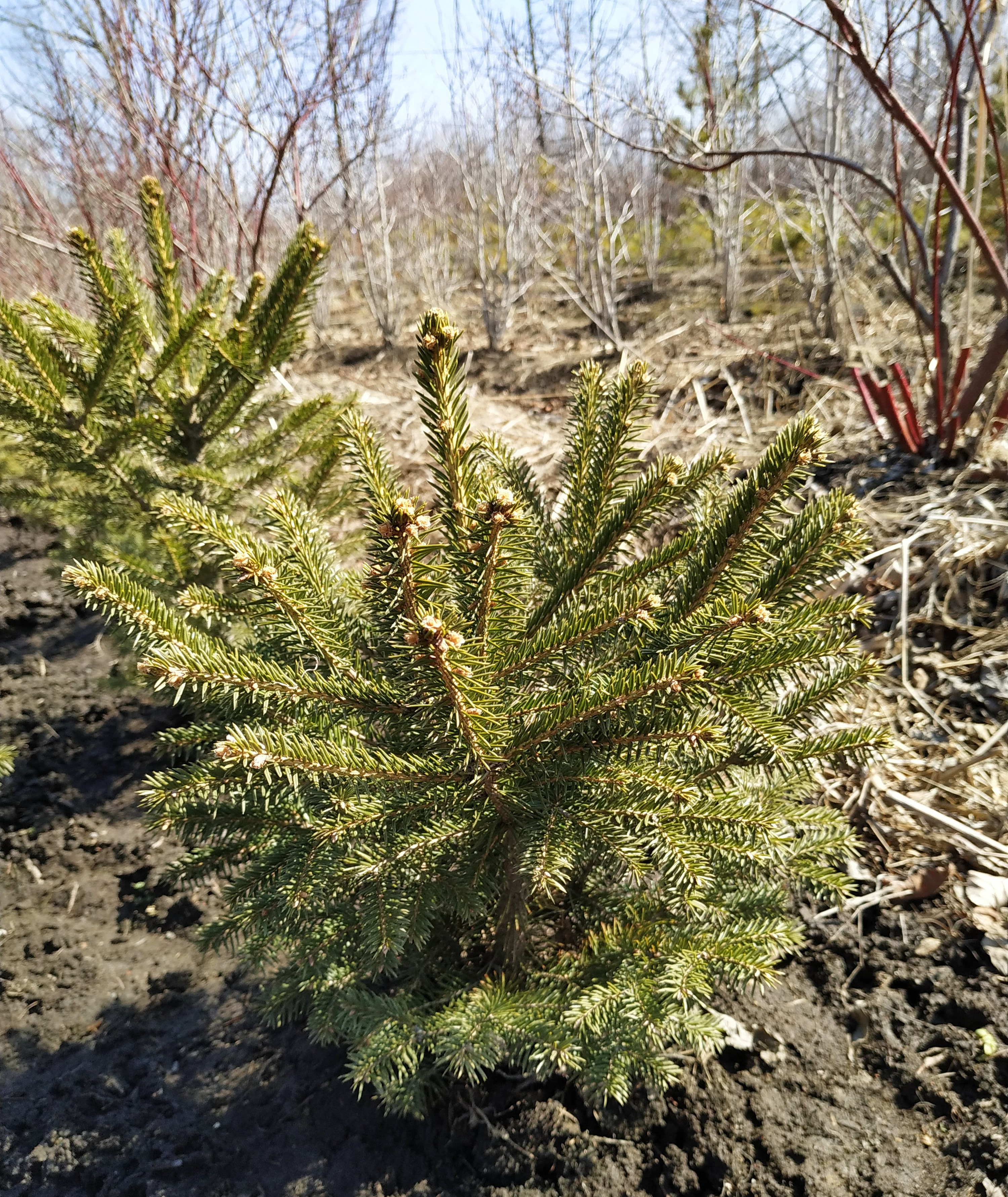 Первый слайд