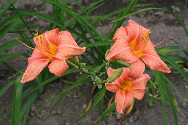 Первый слайд